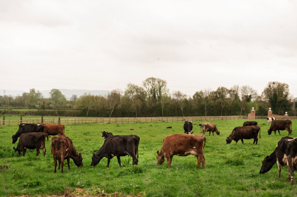 Blockchain explicado para ganaderos