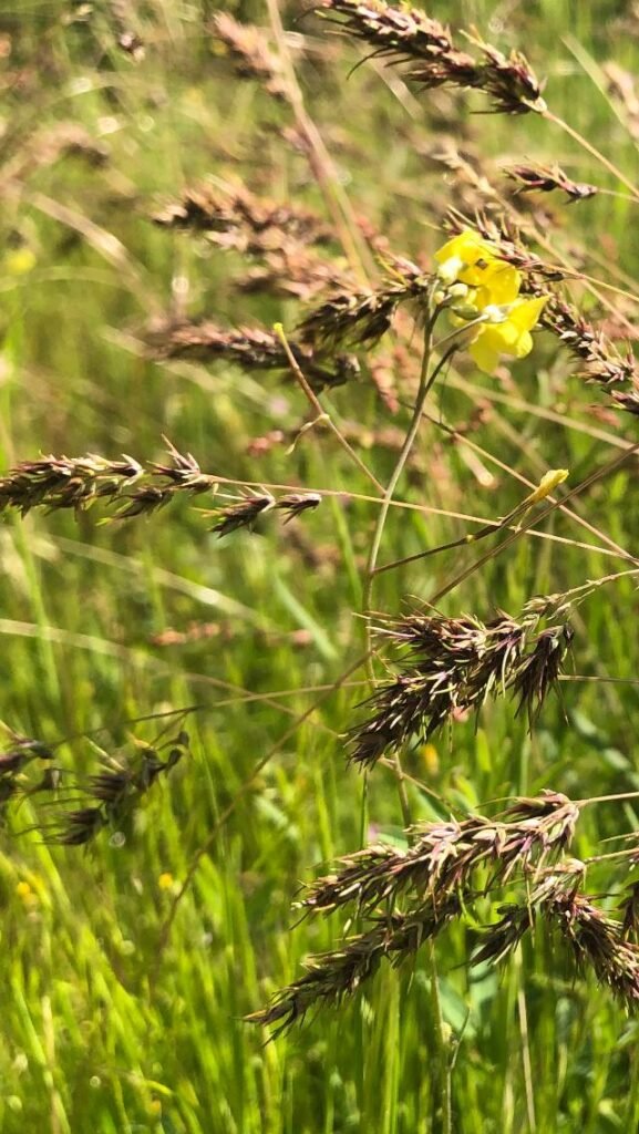 Agropecuaria y tecnología