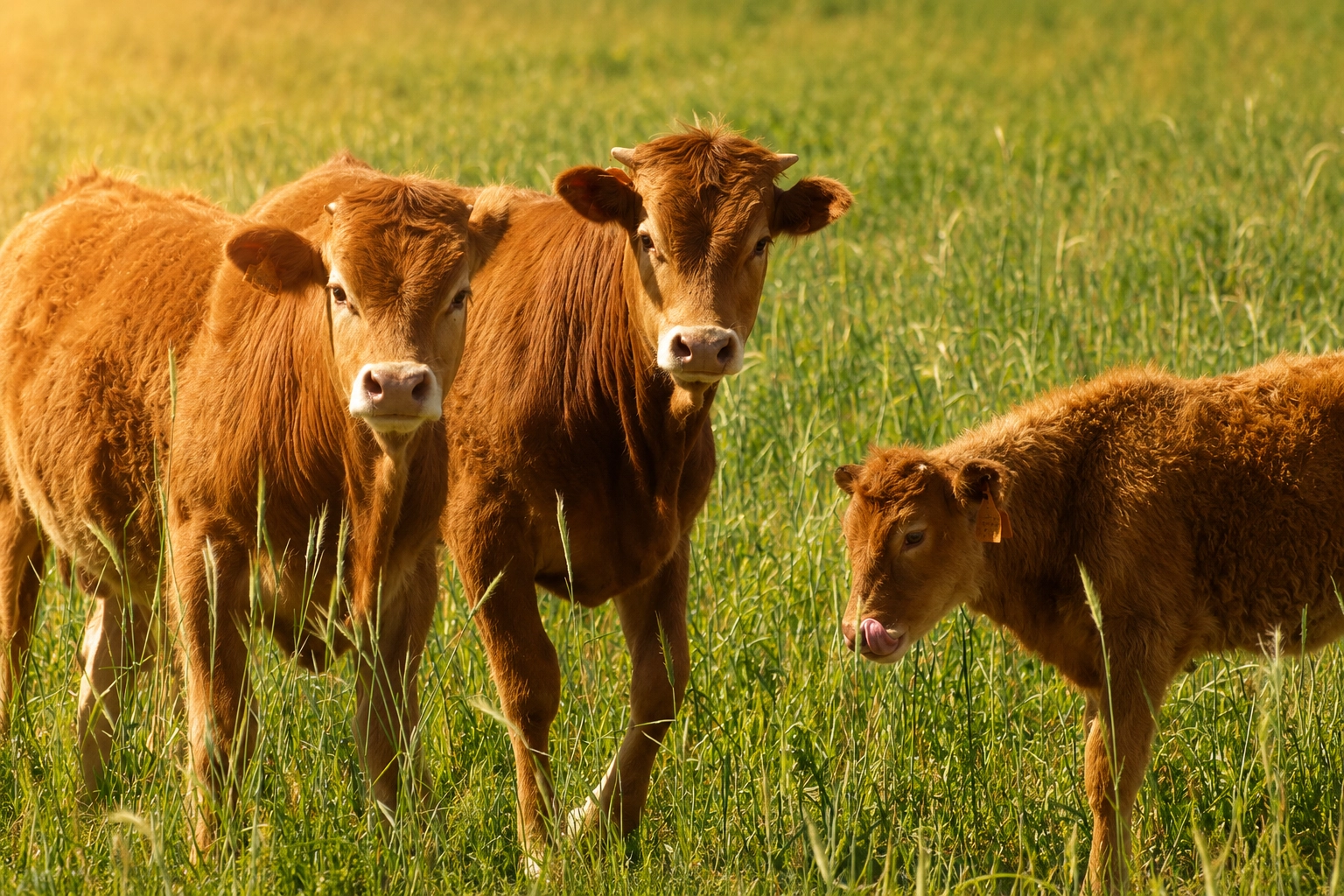 Terneros en una de las ganaderas de ganado vacuno en Espaa de Agropecuaria Las Morras con bienestar animal