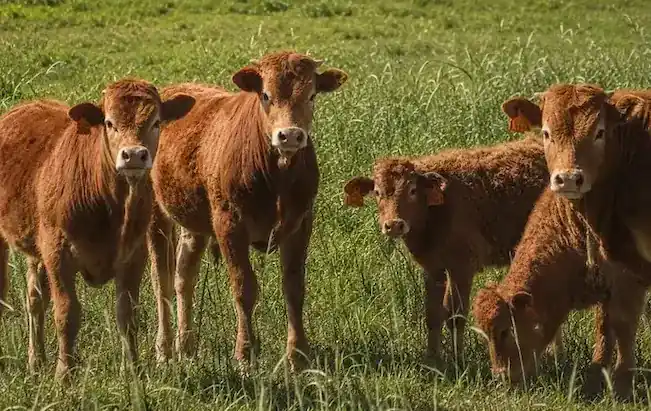 cinco vaquitas de Ganado vacuno Limusina criado en extensivo en un entorno natural